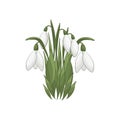 The snowdrops Galanthus illustration on white background