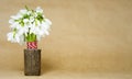 Snowdrops isolated on light brown