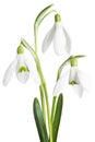 Snowdrops isolated on white background. Clipping Path