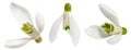 Snowdrops isolated on white background. Clipping Path. collection