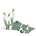 Snowdrops and Ivy - Background