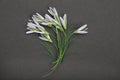 Snowdrops make in quilling art isolated on black background Royalty Free Stock Photo