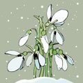 The snowdrops making their way through the snow, isolated on a pastel background Royalty Free Stock Photo