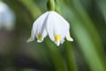 Snowdrops in march