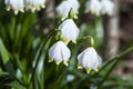 Snowdrops in march