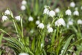 Snowdrops in march