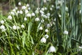 Snowdrops in march