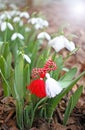 Snowdrop spring flowers with martenitsa. Baba Marta day Royalty Free Stock Photo