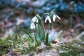 Snowdrops on a meadow to the beginning of spring. Delicate flower with white blossoms Royalty Free Stock Photo