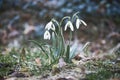 Snowdrops on a meadow to the beginning of spring. Delicate flower with white blossoms Royalty Free Stock Photo