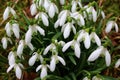 Snowdrops in the meadow in the winter Royalty Free Stock Photo