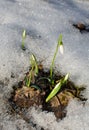 Snowdrops and melting snow Royalty Free Stock Photo