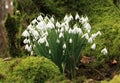 Snowdrops and Moss