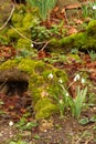 Snowdrops moss covered tree roots. Royalty Free Stock Photo