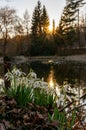 Snowdrops on a pond at sunset with sun star in spring vertical Royalty Free Stock Photo