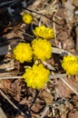 Snowdrops of the Primorye Territory. beautiful and vivid yellow