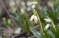 Snowdrops primroses. First spring flowers in the snow