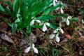 Snowdrops primroses grow in a group in a forest glade in March