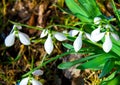 Snowdrops primroses grow in a group in a forest glade in March