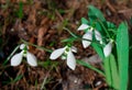 Snowdrops primroses grow in a group in a forest glade in March