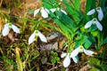 Snowdrops primroses grow in a group in a forest glade in March