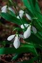 Snowdrops primroses grow in a group in a forest glade in March. vertical photo