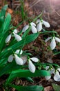 Snowdrops primroses grow in a group in a forest glade in March. vertical photo