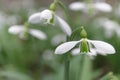 Snowdrops. primroses. white galanthus flowers in early spring