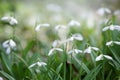 Snowdrops. primroses. white galanthus flowers with green leaves