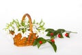 Snowdrops in punnet with red berries Royalty Free Stock Photo