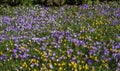 Snowdrops and purple and yellow crocus flowers in early spring in the garden, Ukraine Royalty Free Stock Photo