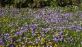 Snowdrops and purple and yellow crocus flowers in early spring in the garden, Ukraine Royalty Free Stock Photo