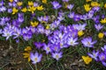 Snowdrops and purple and yellow crocus flowers in early spring in the garden, Ukraine Royalty Free Stock Photo