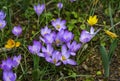 Snowdrops and purple and yellow crocus flowers in early spring in the garden, Ukraine Royalty Free Stock Photo