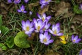 Snowdrops and purple and yellow crocus flowers in early spring in the garden, Ukraine Royalty Free Stock Photo