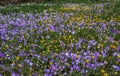 Snowdrops and purple and yellow crocus flowers in early spring in the garden, Ukraine Royalty Free Stock Photo