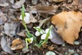 Snowdrops rise from the ground to announce spring Royalty Free Stock Photo