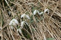snowdrops in the grass Royalty Free Stock Photo