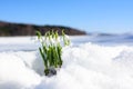 Snowdrops rising from the snow and ice Royalty Free Stock Photo