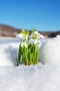 Snowdrops rising from the snow and ice Royalty Free Stock Photo