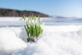 Snowdrops rising from the snow outdoors Royalty Free Stock Photo