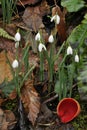 Snowdrops & Scarlet Elf Cup Royalty Free Stock Photo