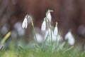Snowdrops with shallow depth of field