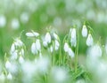 Snowdrops shot at long focal length. Backdrop for spring stories