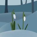 Snowdrops on the snow