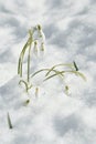 Snowdrops and snow