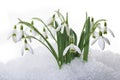 Snowdrops in snow isolated Royalty Free Stock Photo