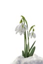 Snowdrops in the snow isolated Royalty Free Stock Photo