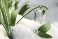 Snowdrops in the snow Royalty Free Stock Photo