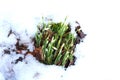 Budding snowdrops snow, spring coming Royalty Free Stock Photo